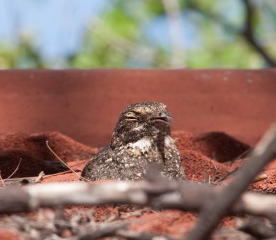 Freckled Nightjar  (Caprimulgus tristigma)