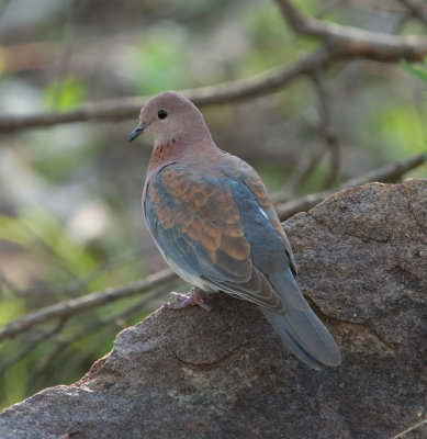 Laughing Dove  (Streptopelia senegalensis)