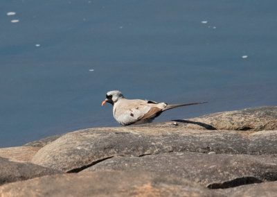 Namaqua Dove  (Oena capensis)