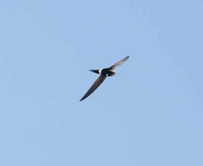 White-Rumped Swift  (Apus horus)