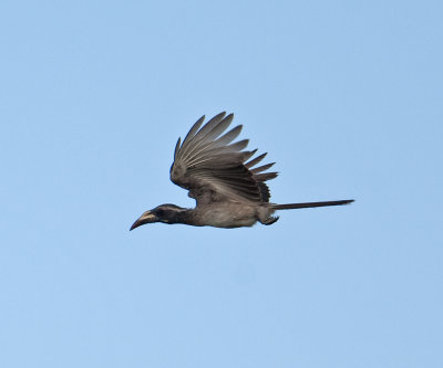 African Grey Hornbill  (Tockus nasutus)