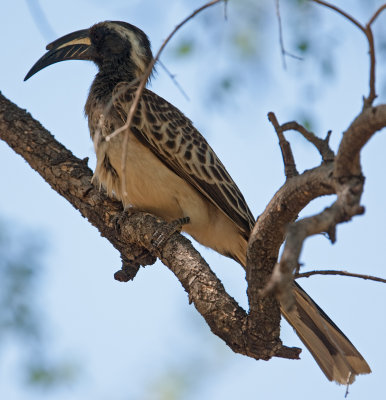 African Grey Hornbill  (Tockus nasutus)