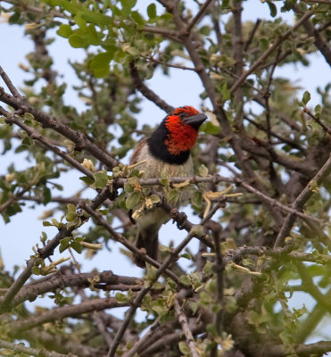 Black-collared Barbet  (Lybius torquatus)