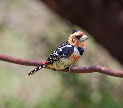 Crested Barbet  (Trachyphonus vaillantii)