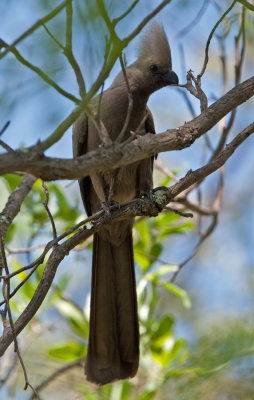 Grey Go-Away-Bird  (Corythaixoides concolor)