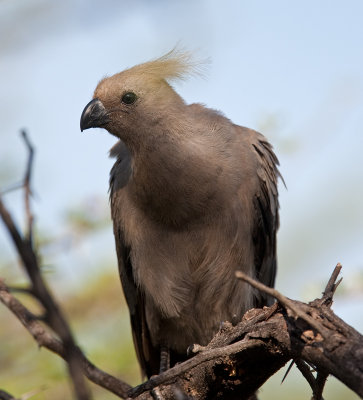 Grey Go-Away-Bird  (Corythaixoides concolor)