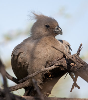 Grey Go-Away-Bird  (Corythaixoides concolor)