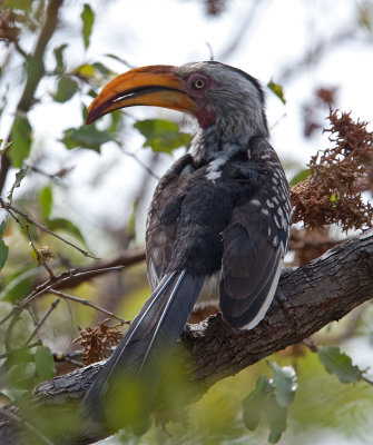 Southern Yellow-Billed  (Tockus leucomelas)