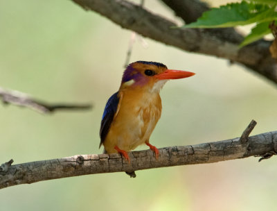 African Pygmy Kingfisher  (Ispidina picta)