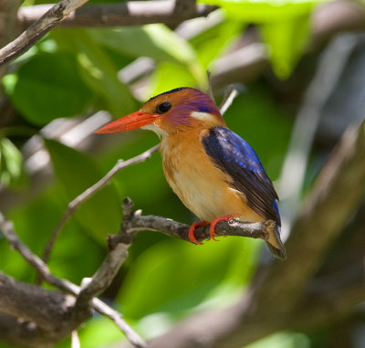 African Pygmy Kingfisher  (Ispidina picta)