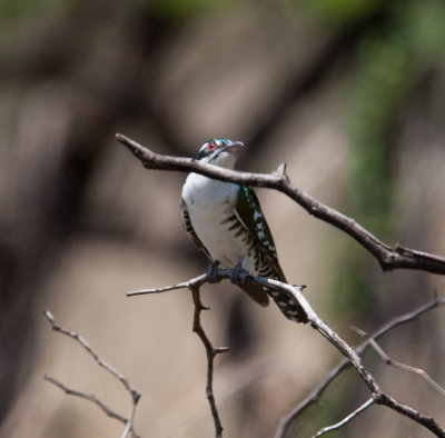 Dideric Cuckoo  (Chrysococcyx caprius)