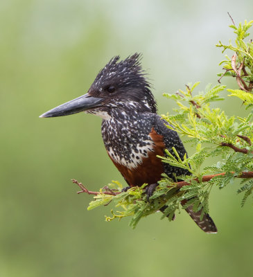 Giant Kingfisher  (Megaceryle maximus)