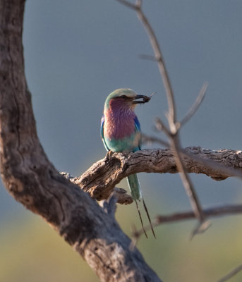 Lilac-Breasted Roller  (Coracias caudatus)