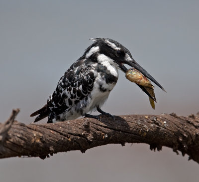 Pied Kingfisher  (Ceryle rudis)