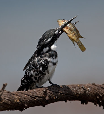 Pied Kingfisher  (Ceryle rudis)