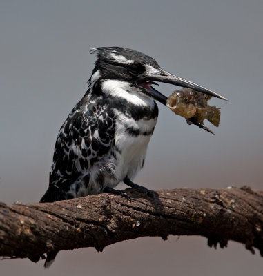 Pied Kingfisher  (Ceryle rudis)