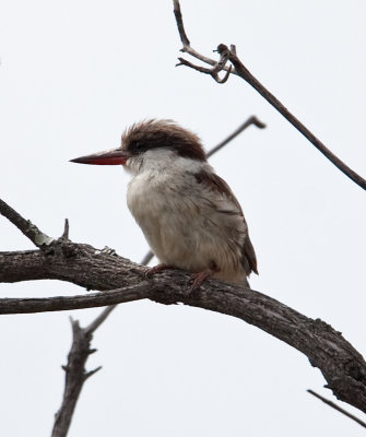 Striped Kingfisher  (Halcyon chelicuti)