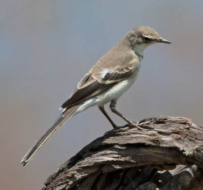 Cape Wagtail  (Motacilla capensis)