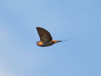 Lesser Striped Swallow  (Cecropis abyssinica)