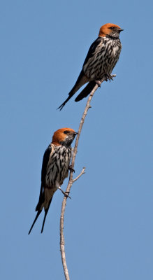 Lesser Striped Swallow  (Cecropis abyssinica)