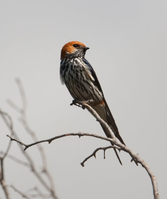 Lesser Striped Swallow  (Cecropis abyssinica)