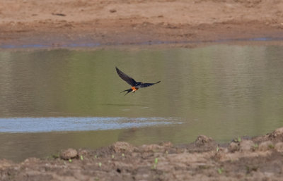 Red-Breasted Swallow  (Cecropis semirufa)