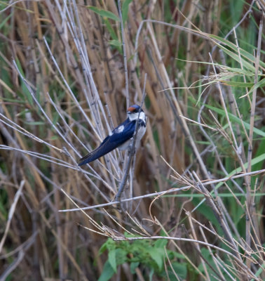 White-Throated Swallow  (Hirundo albigularis)