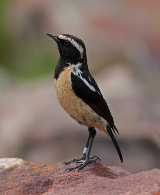 Buff-Streaked Chat  (Campicoloides bifasciata)