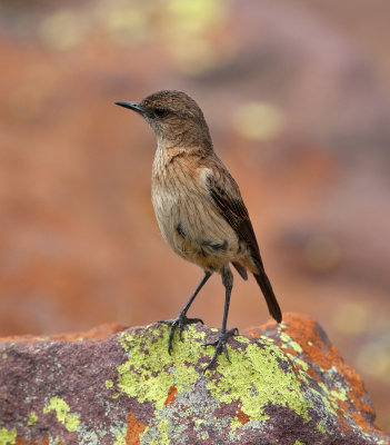 Buff-Streaked Chat  (Campicoloides bifasciata)