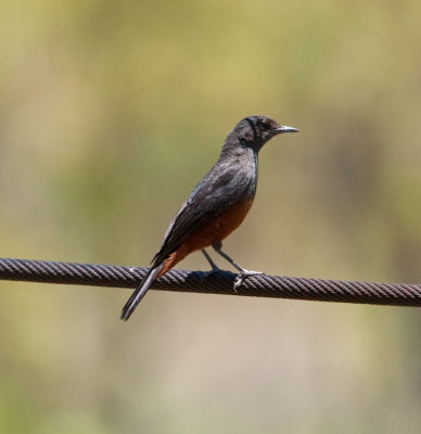 Mocking Cliff Chat  (Thamnolaea cinnamomeiventris) 