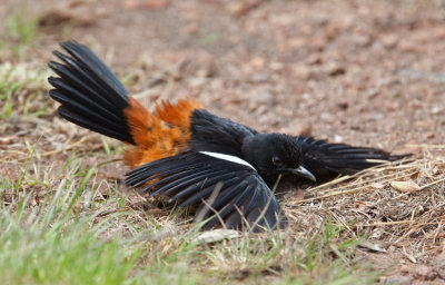 Mocking Cliff Chat  (Thamnolaea cinnamomeiventris) 