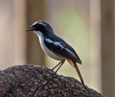 White-Throated Robin-Chat  (Cossypha humeralis)