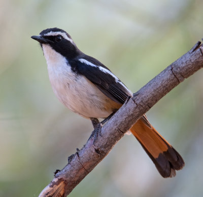 White-Throated Robin-Chat  (Cossypha humeralis)