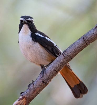 White-Throated Robin-Chat  (Cossypha humeralis)