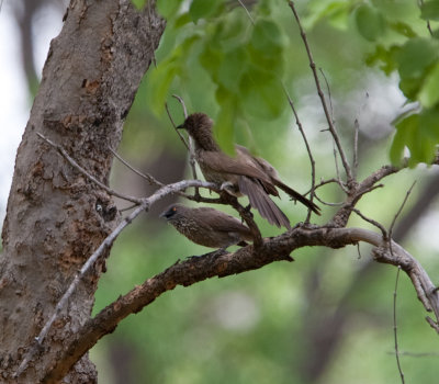 Arrow-Marked Babbler  (Turdoides jardineii)