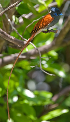 African Paradise Flycatcher  (Terpsiphone viridis)