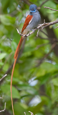 African Paradise Flycatcher  (Terpsiphone viridis)