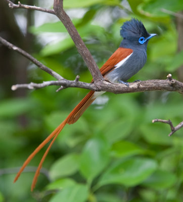 African Paradise Flycatcher  (Terpsiphone viridis)