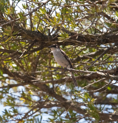 Fiscal Flycatcher  (Sigelus silens)