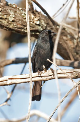 Southern Black Flycatcher  (Melaenornis pammelaina)