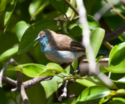 Blue Waxbill  (Uraeginthus angolensis)