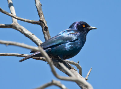 Cape Glossy Starling  (Lamprotornis nitens)