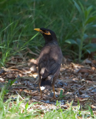 Common Myna  (Acridotheres tristis)