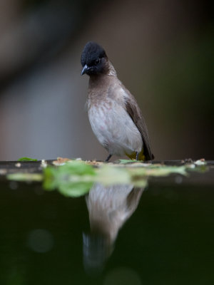 Dark-Capped Bulbul  (Pycnonotus tricolor)