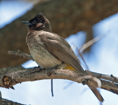 Dark-Capped Bulbul  (Pycnonotus tricolor)