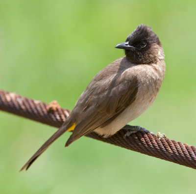 Dark-Capped Bulbul  (Pycnonotus tricolor)