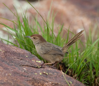 Lazy Cisticola  (Cistcola aberrans)