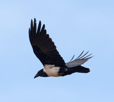 Pied Crow  (Corvus capensis)