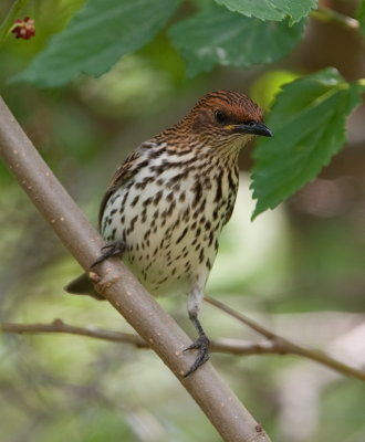 Violet-Backed Starling  (Cinnyricinclus leucogaster)