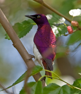 Violet-Backed Starling  (Cinnyricinclus leucogaster)